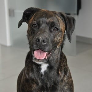 Mann mit kurzem grauem Haar lächelt, trägt dunkles Hemd vor hellem Hintergrund; Porträt für Technische Industrieberatung.